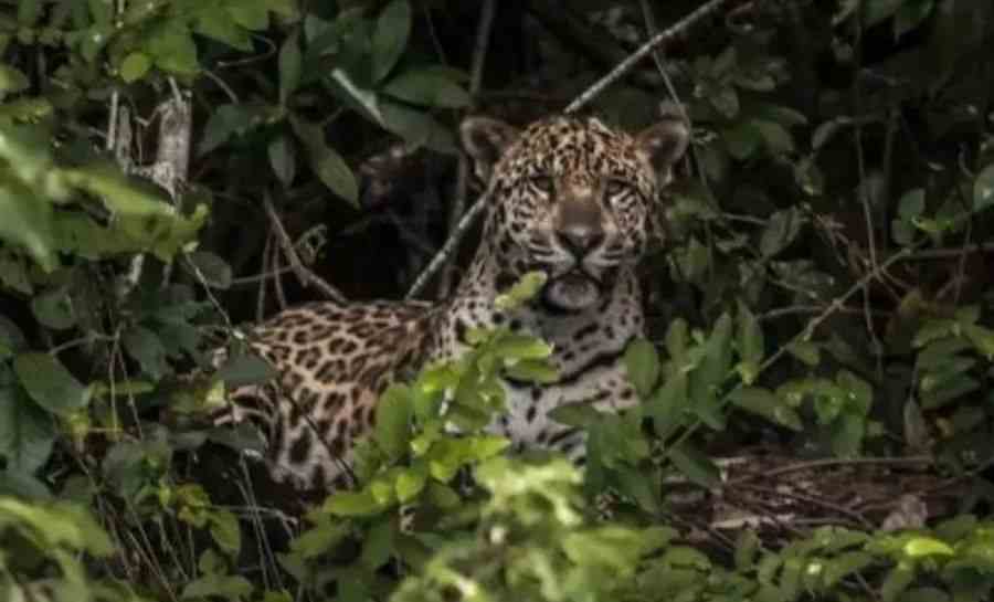 Dentista que caçava animais em extinção no Acre é condenado a pagar R$ 429 mil